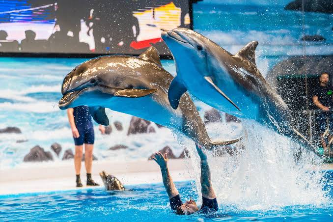 Daya Tarik Utama Dubai Dolphinarium