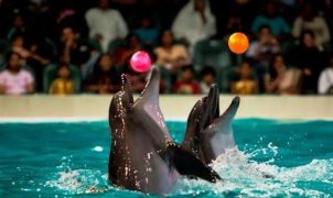 Dubai Dolphinarium