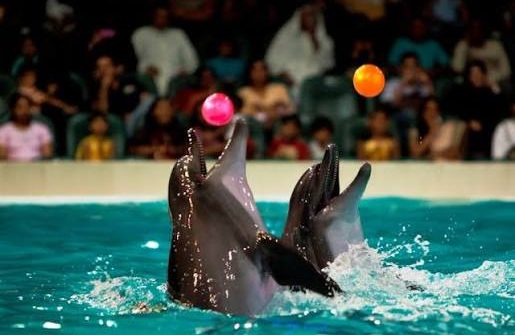 Dubai Dolphinarium