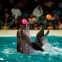 Dubai Dolphinarium
