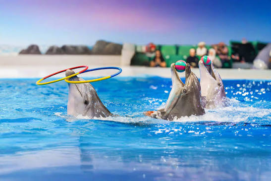 Mengapa Dubai Dolphinarium Cocok untuk Semua Usia