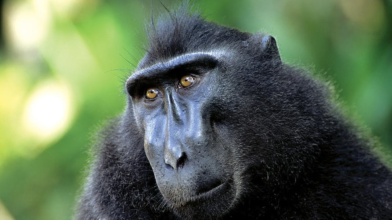 Karakter Habitat yang Disukai