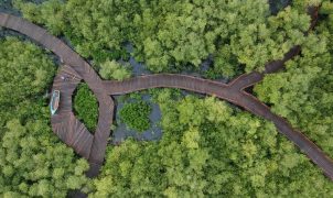 Mangrove Gunung Anyar
