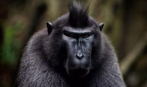 Monyet Hitam Sulawesi