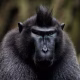Monyet Hitam Sulawesi