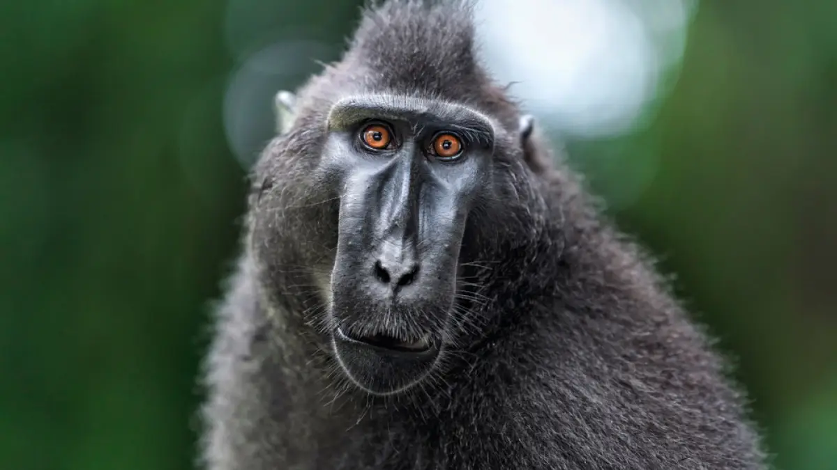 Persebaran Habitat Monyet Hitam Sulawesi
